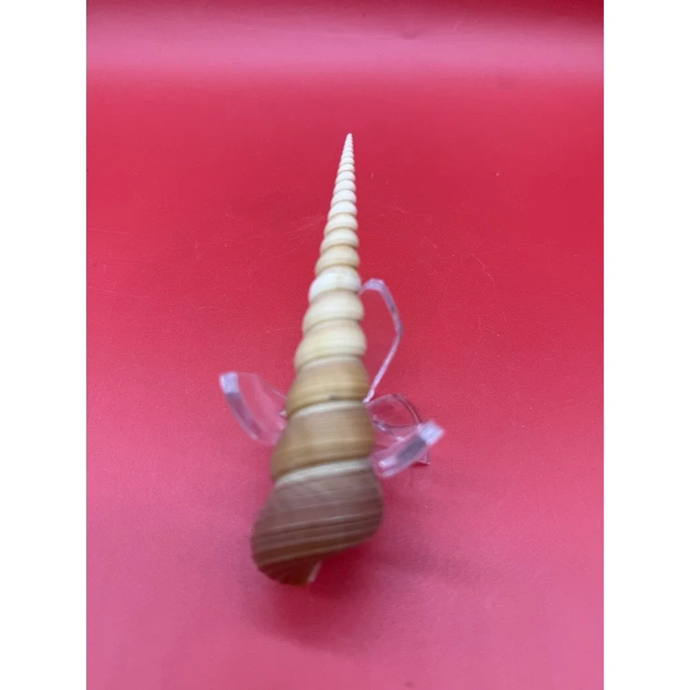 TURRITELLA TEREBRA 4.5